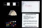 Foto (Objekt + Etikett) von Pithonoton marginatum (von Meyer, 1842)  (NHMW-GEO-2014-0194-0893)